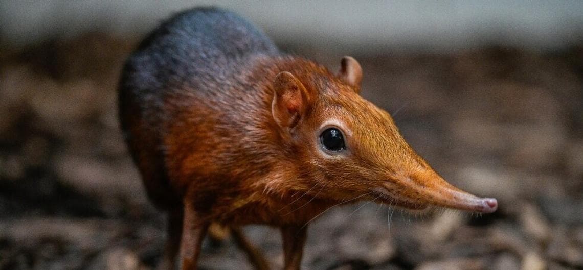 Tierärztin oder Tierarzt als Kuratorin oder Kurator (w/m/d) mit tierärztlichen Tätigkeiten - Zoo Vivarium bei Eigenbetrieb für kommunale Aufgaben und Dienstleistungen (EAD)